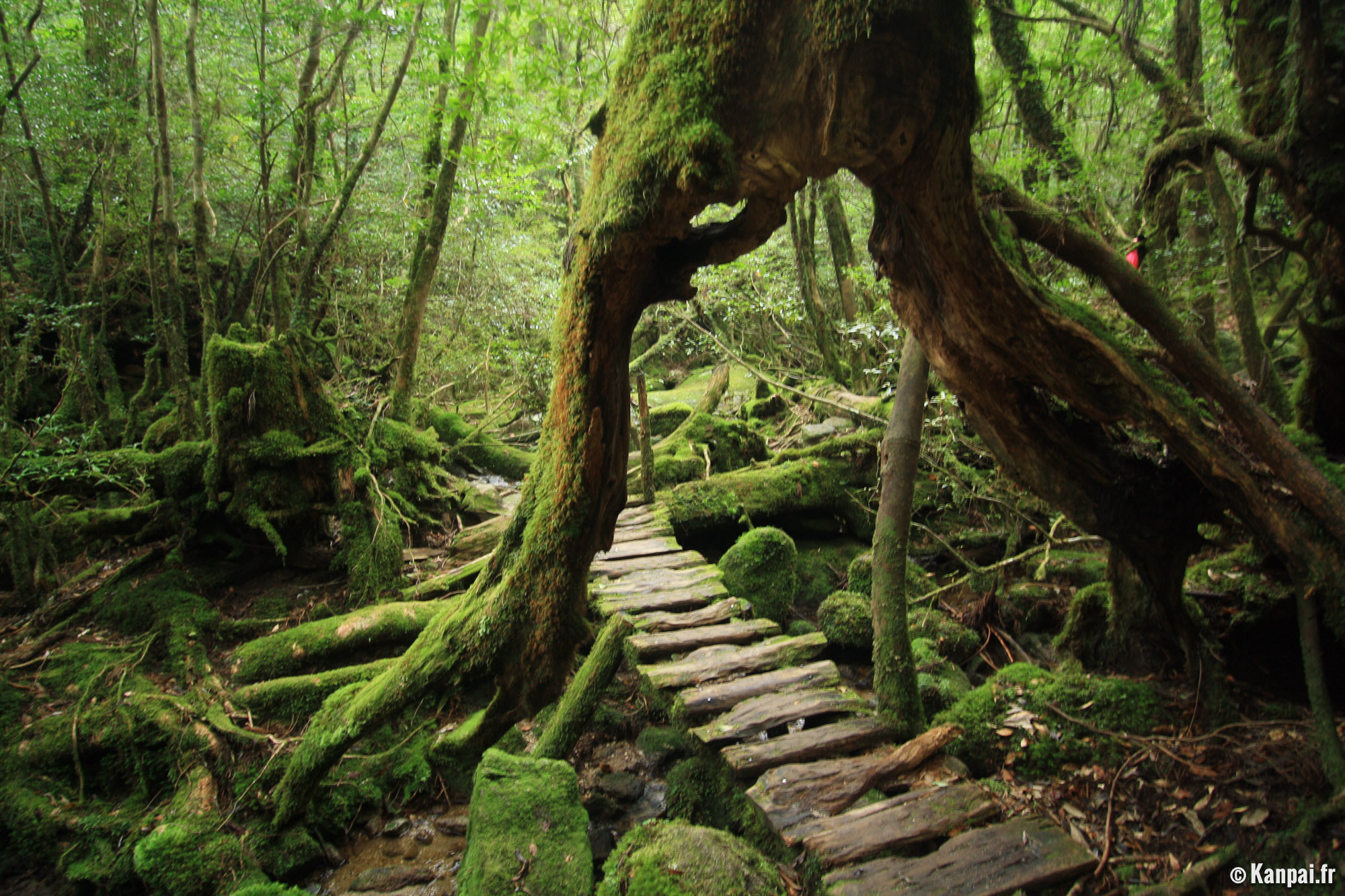 Yakushima